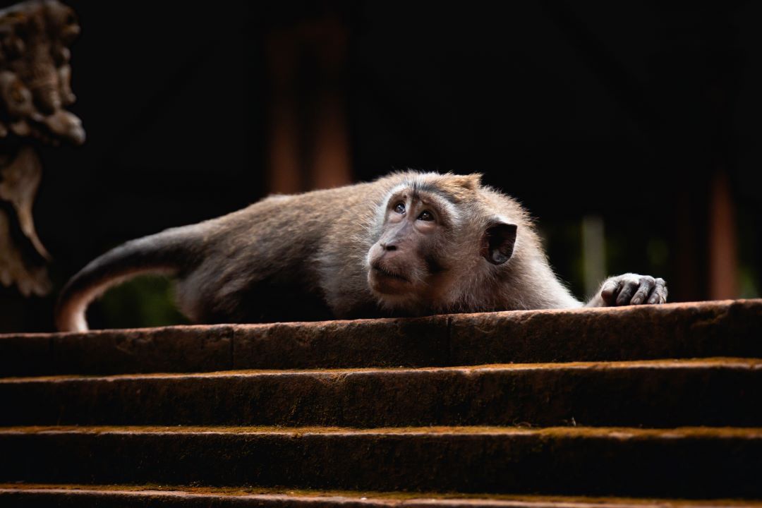 ruta por indonesia macaco en ubud tumbado mirando hacia arriba